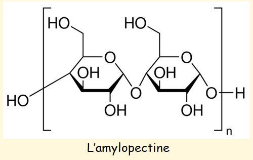 Amylopectine.JPG