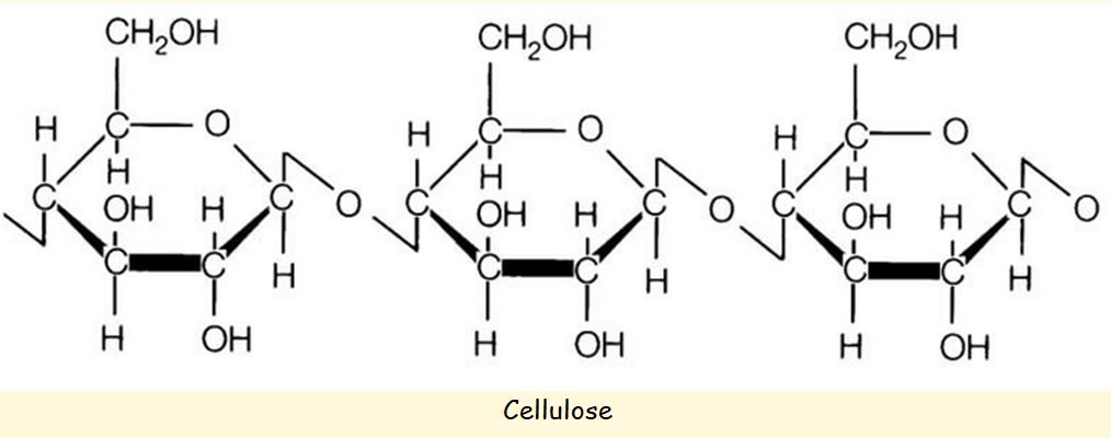 Cellulose.JPG