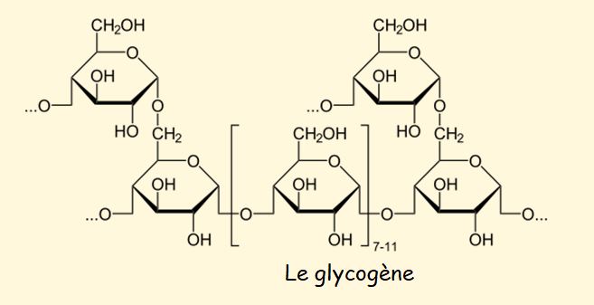 Glycogene.JPG